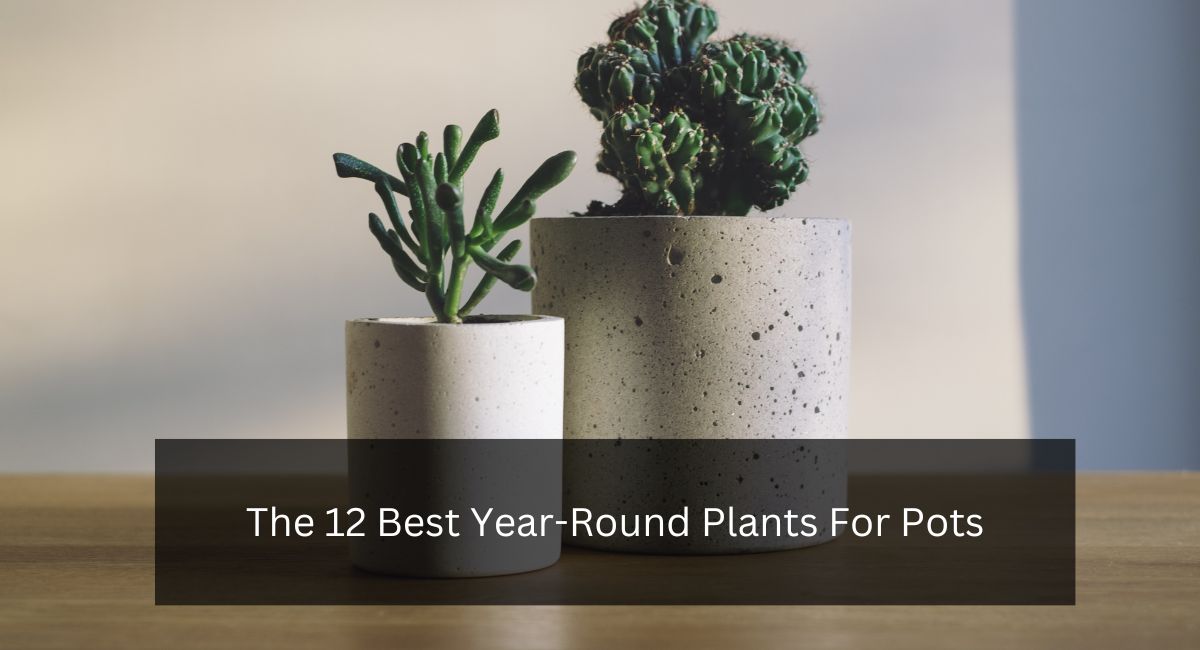 The 12 Best Year-Round Plants For Pots