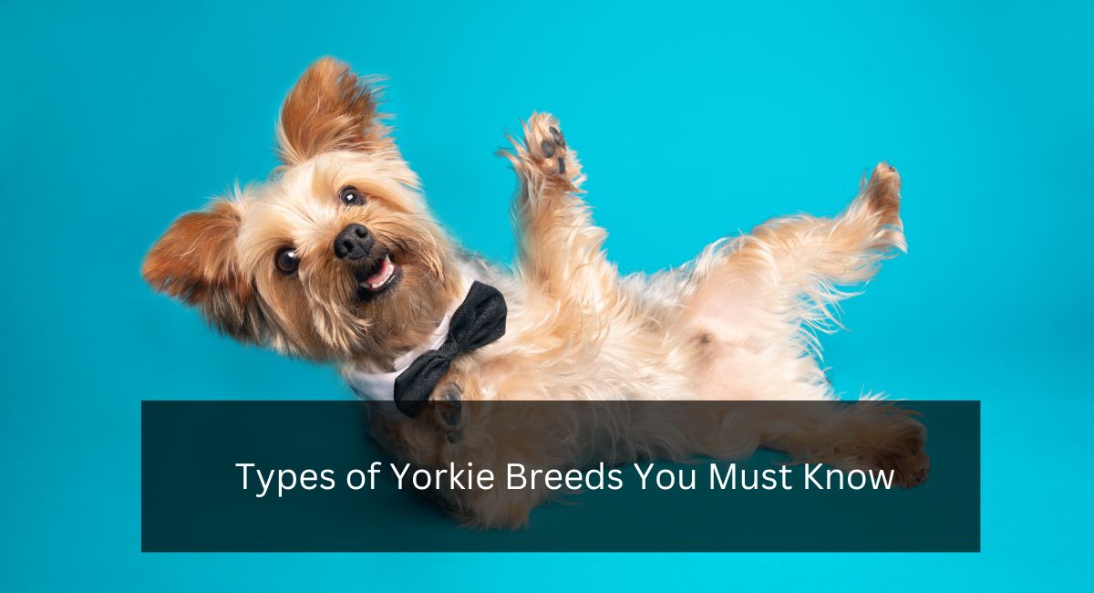 Types of Yorkie Breeds You Must Know