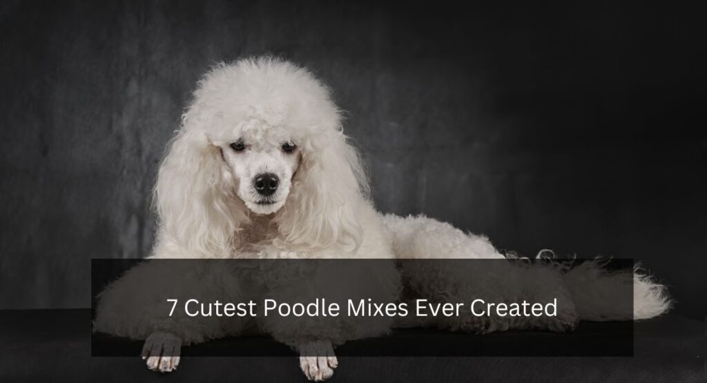 7 Cutest Poodle Mixes Ever Created